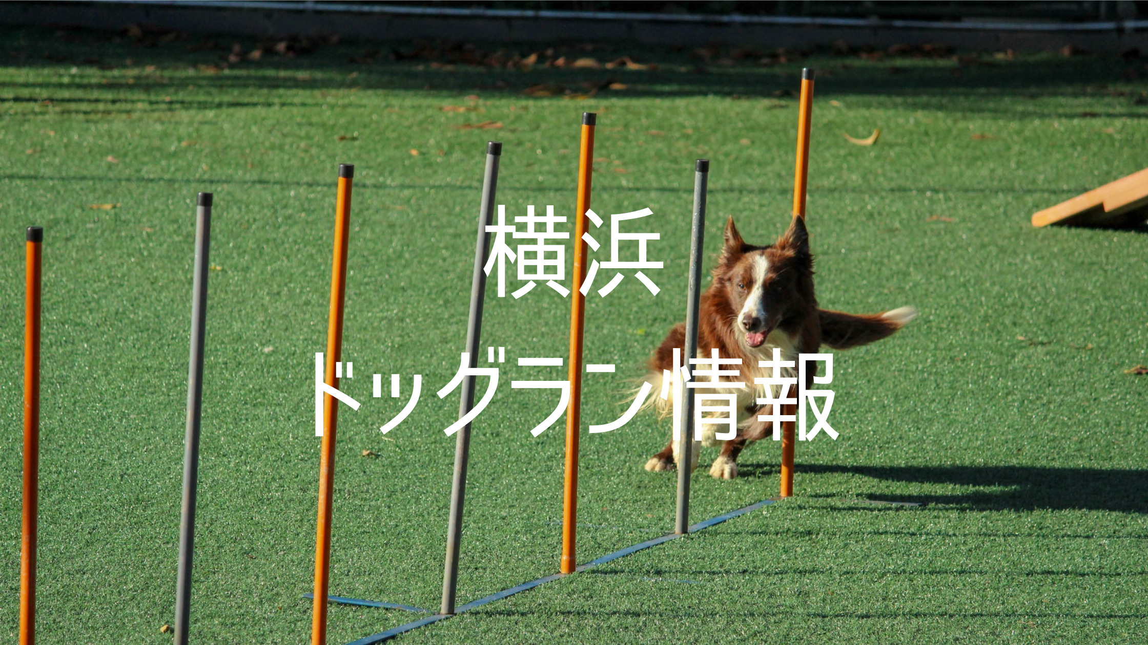 yokohama_dogrun